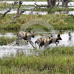 African Wild Dog Pack in Action