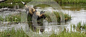African Wild Dog Pack in Action