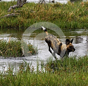 African Wild Dog Pack in Action