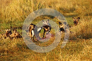 African Wild Dog Pack Feeding