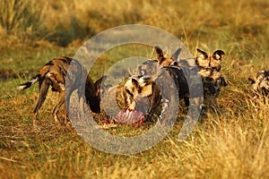 African Wild Dog Pack Feeding on an Impala kill