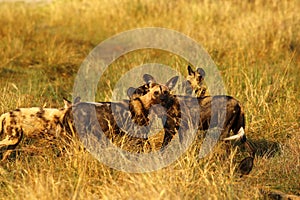 African Wild Dog Pack Feeding on an Impala kill
