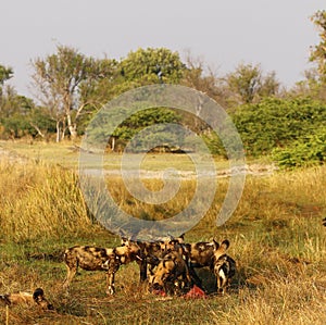 African Wild Dog Pack Feeding on an Impala kill