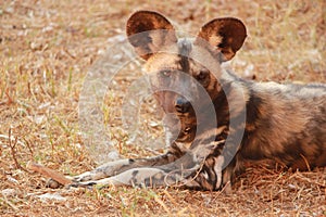 African Wild dog, or Painted Dog, One of Africa`s endangered Spesies re