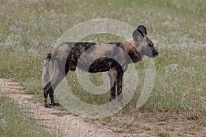 African wild dog, part of a larger pack at Sabi Sands Reserve, Kruger, South Africa. Sightings are extremely rare.