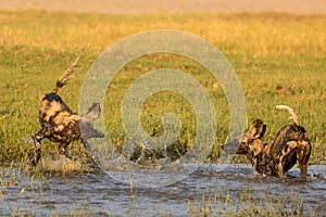 African Wild Dog playing in water