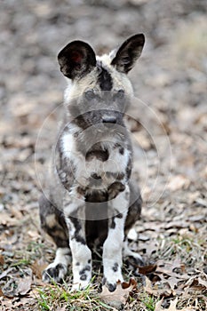 African wild dog pup