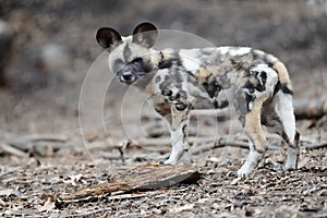 African wild dog pup