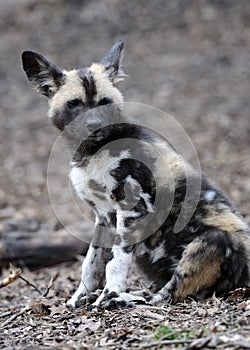 African wild dog pup