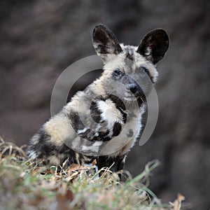 African wild dog pup