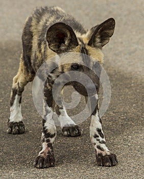 African Wild Dog pup standing on a road