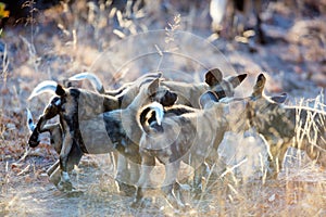 African Wild Dog puppies