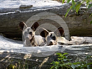 African Wild Dog Puppies, Lycaon Pictus, peep out from behind the trunk