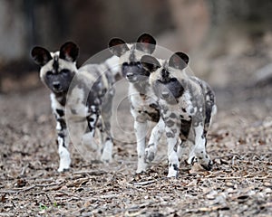 African wild dog pups