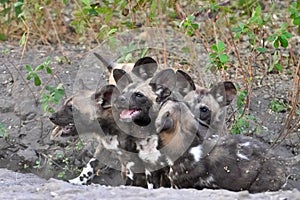 African Wild Dog Pups