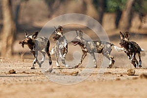 African wild dog pups eating in Mana Pools