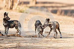African wild dog pups eating from a prey in Mana Pools National Park