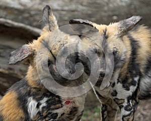 African Wild Dog pups playing together