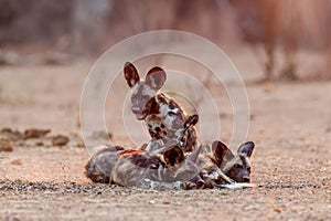 African wild dog pups waking up in Mana Pools National Park