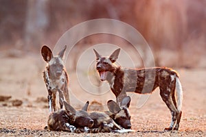 African wild dog pups waking up in Mana Pools National Park