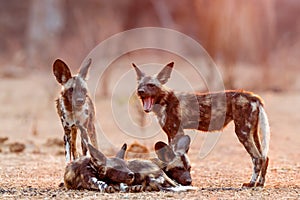 African wild dog pups waking up at sunrise in Mana Pools