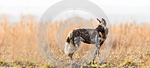 African wild dog on savanna