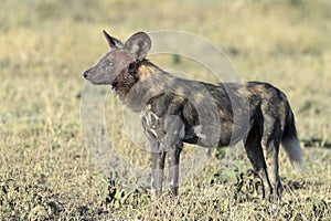African Wild Dog on savannah