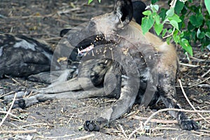 African wild dog in Savuti National Park Botswana