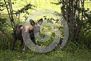 African wild dog, Selous National Park, Tanzania