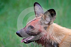 African wild dog, sitting in the green grass, Mana Pools, Zimbabwe, Africa. Dangerous spotted animal with big ears. Hunting