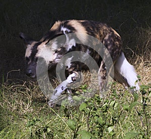 African wild dog sneaking towards prey