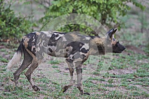 African Wild Dog in South Luangwa National Park, Zambia