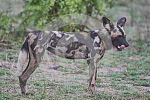 African Wild Dog in South Luangwa National Park, Zambia