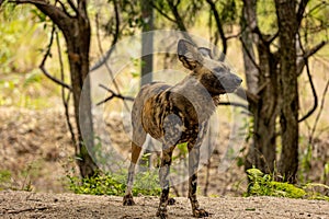 African wild dog standing proudly