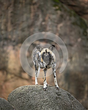 African Wild Dog standing on rock