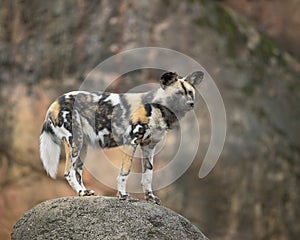 African Wild Dog standing on rock