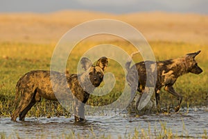 African Wild Dog standing in water