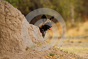 African Wild Dog