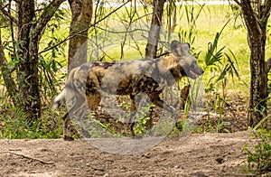 African wild dog trotting