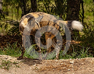 African wild dog turning around