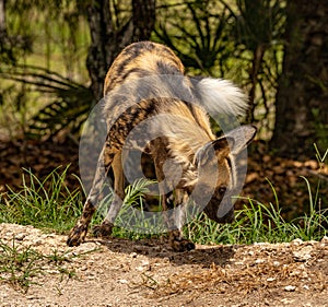 African wild dog turning around to sniff ground