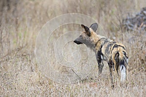 African wild dog waiting for approaching prey