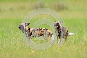 African wild dog, walking in the green grass, Okacango deta, Botswana, Africa. Dangerous spotted animal with big ears. Hunting