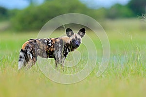 African wild dog, walking in the green grass, Okacango deta, Botswana, Africa. Dangerous spotted animal with big ears. Hunting