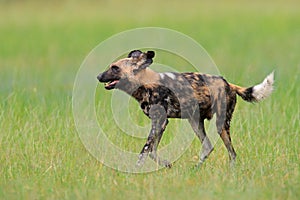 African wild dog, walking in the green grass, Okacango deta, Botswana, Africa. Dangerous spotted animal with big ears. Hunting pai