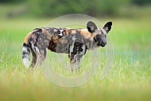 African wild dog, walking in the green grass, Okacango deta, Botswana, Africa. Dangerous spotted animal with big ears. Hunting pai