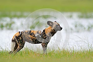 African wild dog, walking in the green grass, Okacango deta, Botswana, Africa. Dangerous spotted animal with big ears. Hunting pai