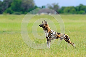 African wild dog, walking in the green grass, Okacango deta, Botswana, Africa. Dangerous spotted animal with big ears. Hunting pai