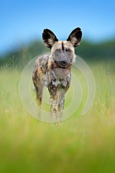 African wild dog, walking in the green grass, Okacango deta, Botswana, Africa. Dangerous spotted animal with big ears. Hunting pai