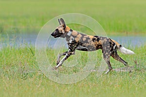 African wild dog, walking in the green grass, Okacango deta, Botswana, Africa. Dangerous spotted animal with big ears. Hunting pai